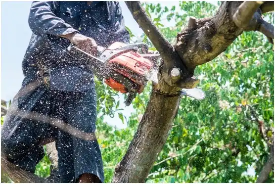 tree services Greenfield